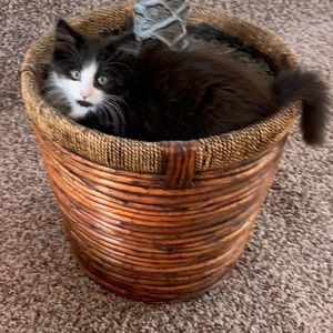 Meet your Posher, Bobbie